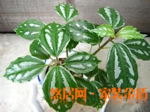 長莖冷水花
