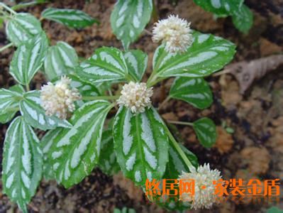 冷水花