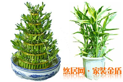 水養殖富貴竹