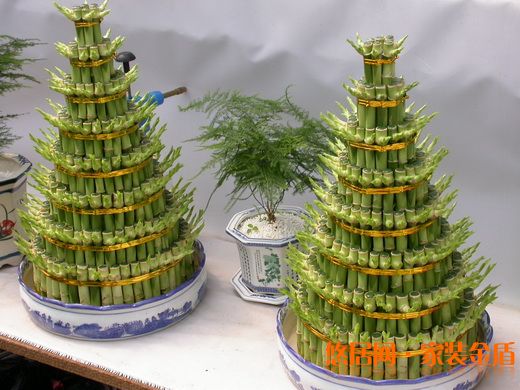 水養富貴竹